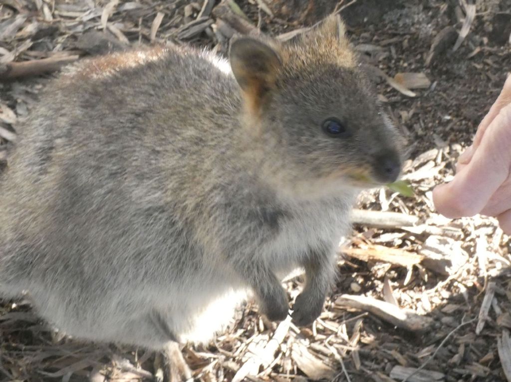 Dall''Australia (WA): l''isola  dei Quokka