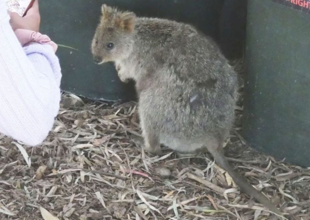 Dall''Australia (WA): l''isola  dei Quokka