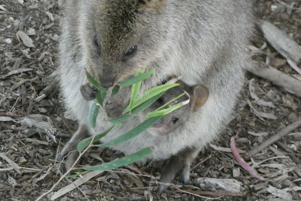 Dall''Australia (WA): l''isola  dei Quokka