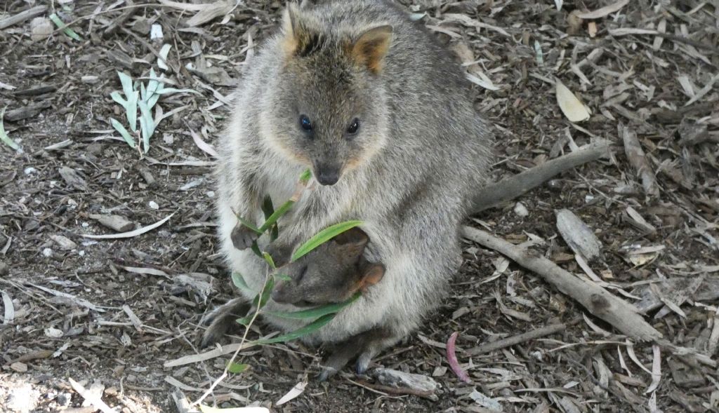 Dall''Australia (WA): l''isola  dei Quokka