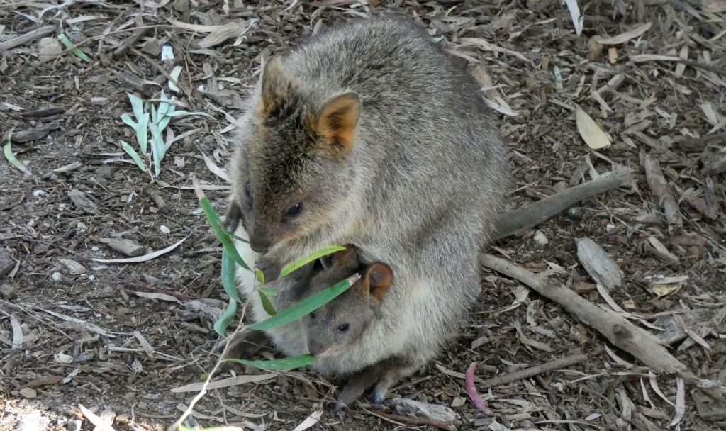 Dall''Australia (WA): l''isola  dei Quokka