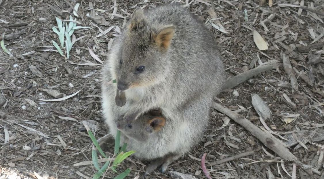 Dall''Australia (WA): l''isola  dei Quokka