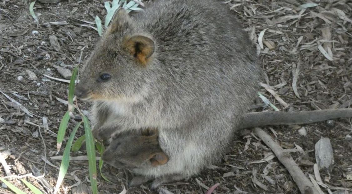 Dall''Australia (WA): l''isola  dei Quokka