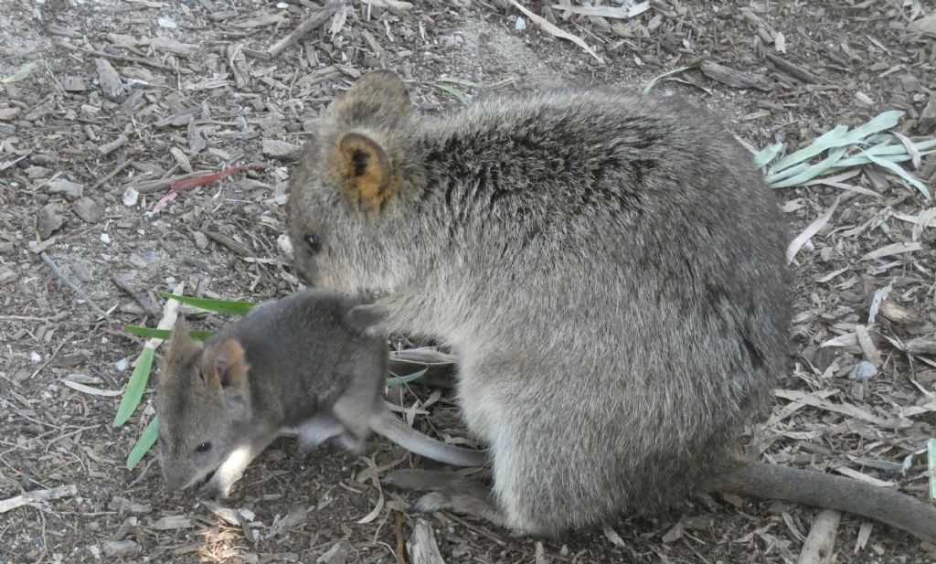 Dall''Australia (WA): l''isola  dei Quokka