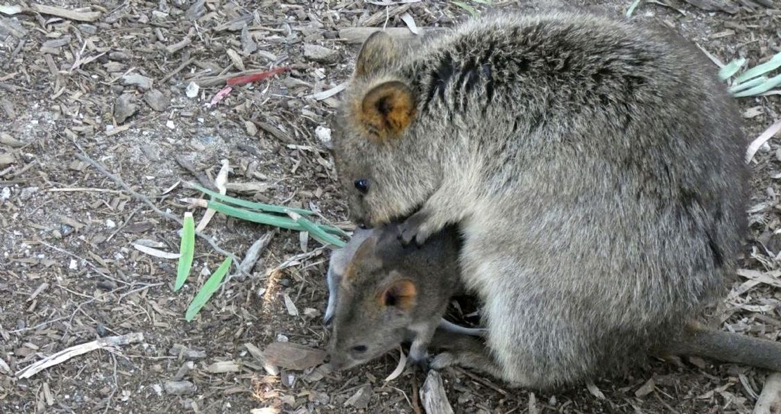 Dall''Australia (WA): l''isola  dei Quokka