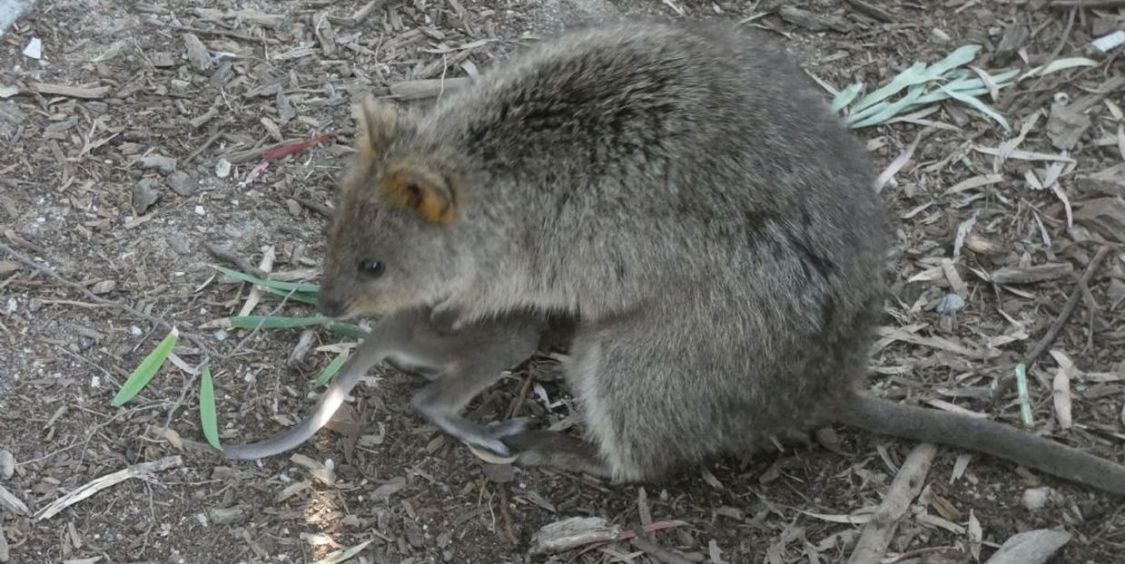 Dall''Australia (WA): l''isola  dei Quokka