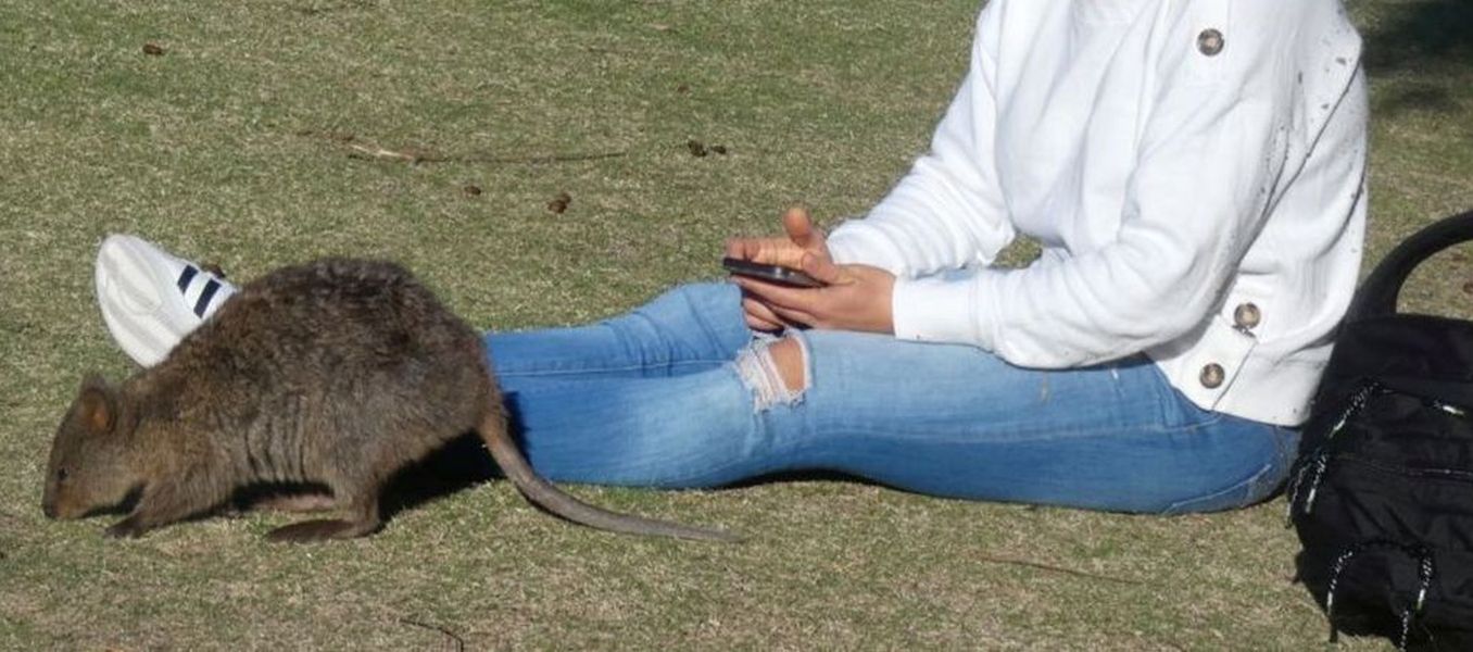 Dall''Australia (WA): l''isola  dei Quokka