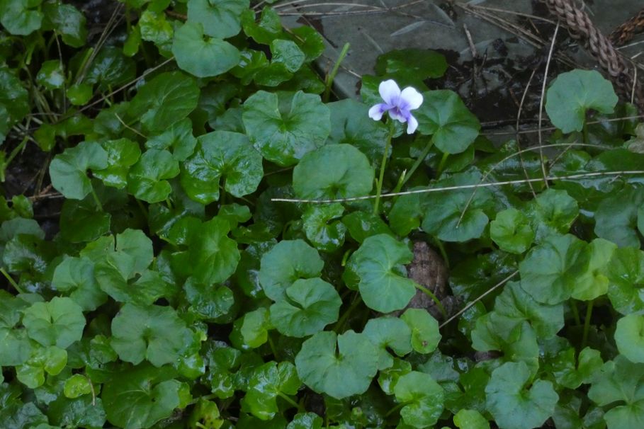 Fiore dall''Australia (WA):  Viola banksii