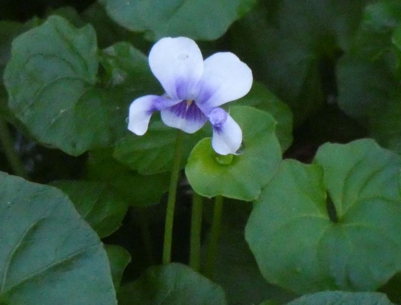 Fiore dall''Australia (WA):  Viola banksii