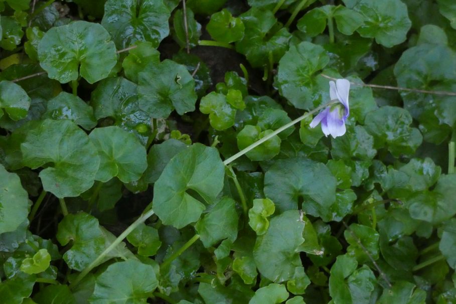 Fiore dall''Australia (WA):  Viola banksii