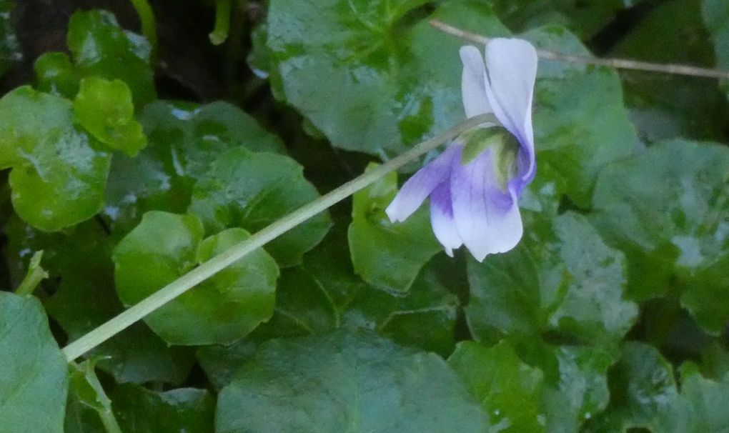 Fiore dall''Australia (WA):  Viola banksii