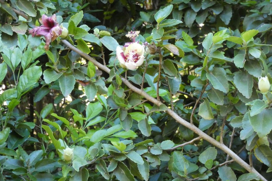Dall''Australia (WA):  Hibiscus insularis (Malvaceae)