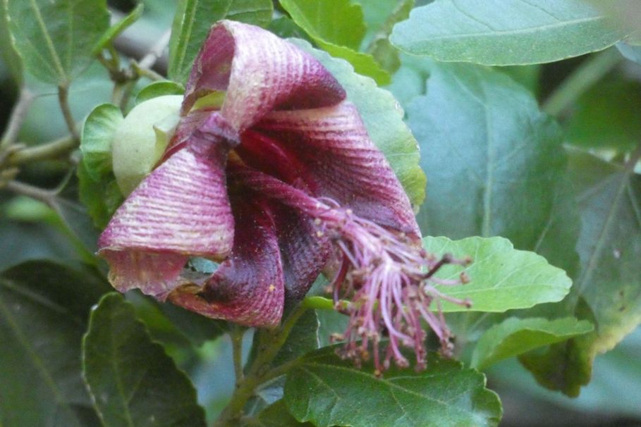 Dall''Australia (WA):  Hibiscus insularis (Malvaceae)