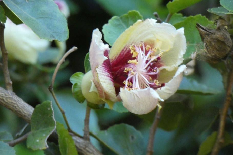 Dall''Australia (WA):  Hibiscus insularis (Malvaceae)
