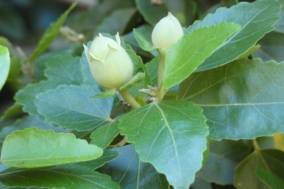 Dall''Australia (WA):  Hibiscus insularis (Malvaceae)