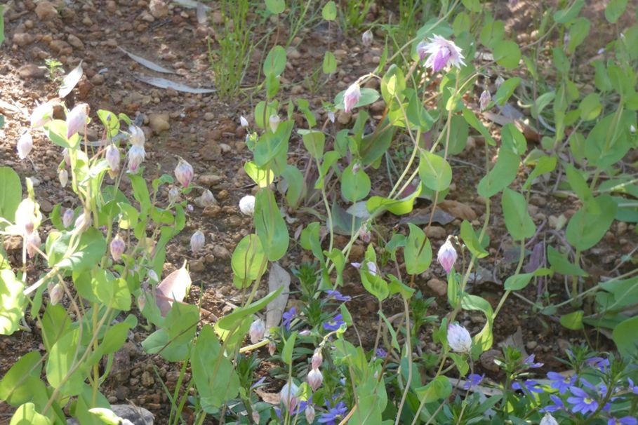 Dall''Australia (WA):  Rhodanthe manglesii  (Asteraceae)