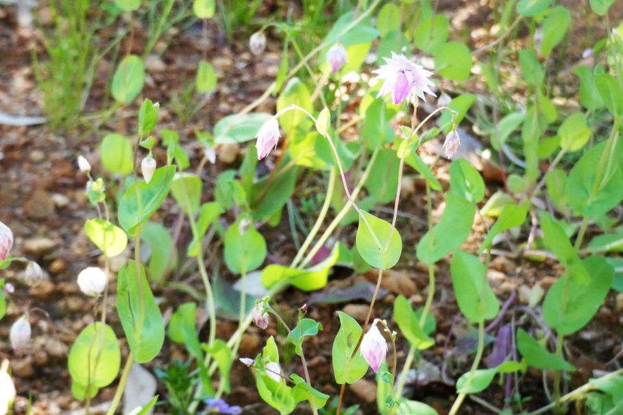 Dall''Australia (WA):  Rhodanthe manglesii  (Asteraceae)
