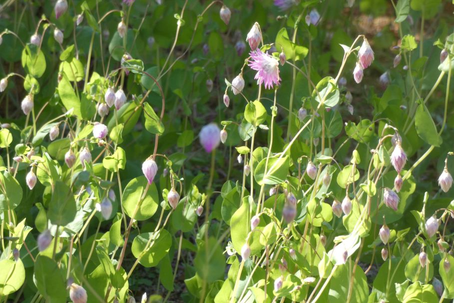 Dall''Australia (WA):  Rhodanthe manglesii  (Asteraceae)
