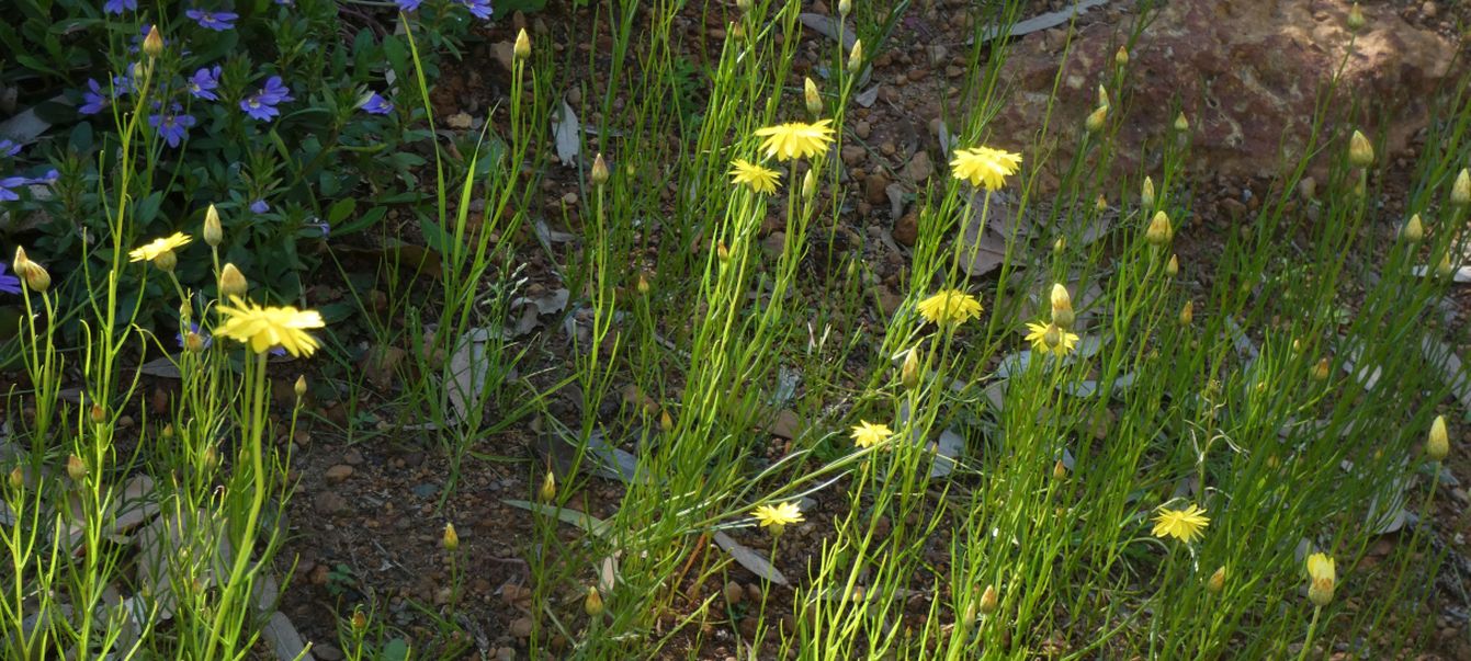 Dall''Australia (WA):  Schoenia filifolia subsp. filifolia (Asteraceae)