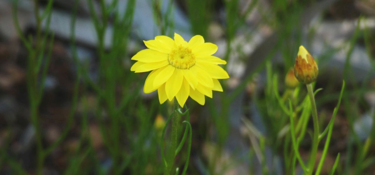 Dall''Australia (WA):  Schoenia filifolia subsp. filifolia (Asteraceae)