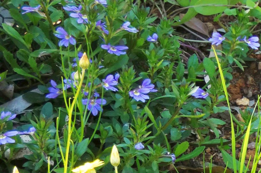 Dall''Australia (WA):  Scaevola sp. (Goodeniaceae)