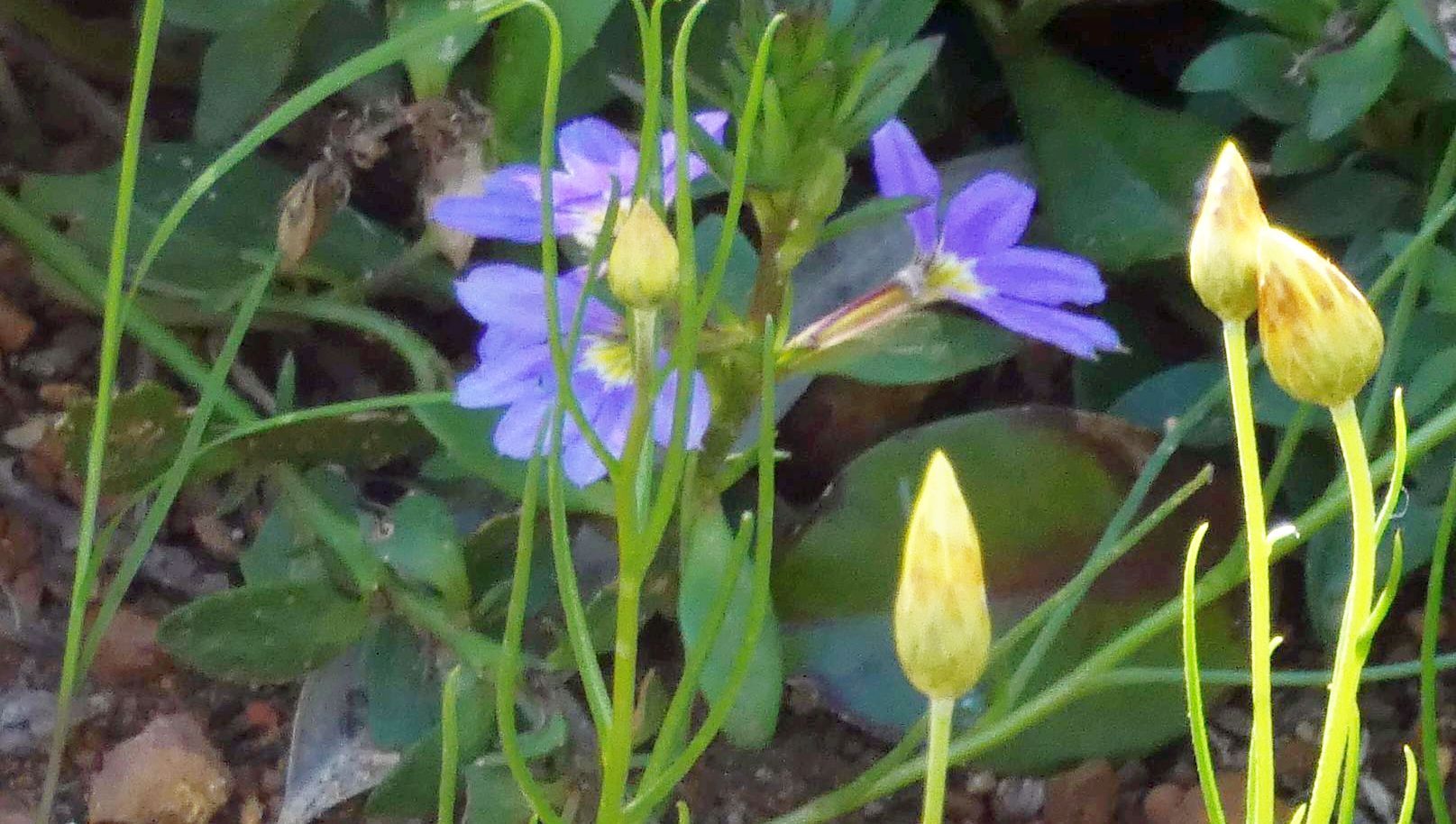 Dall''Australia (WA):  Scaevola sp. (Goodeniaceae)