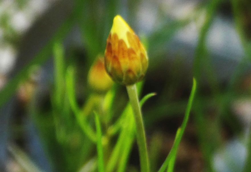 Dall''Australia (WA):  Schoenia filifolia subsp. filifolia (Asteraceae)