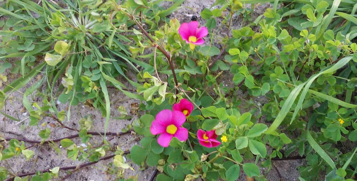 Dall''Australia (WA):  Oxalis purpurea  (Oxalidaceae)