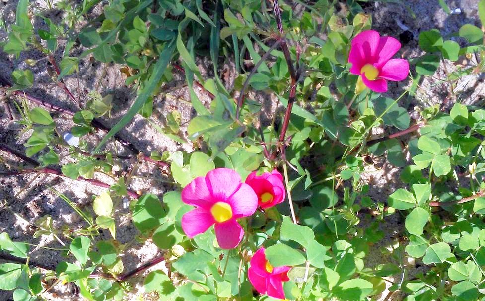 Dall''Australia (WA):  Oxalis purpurea  (Oxalidaceae)