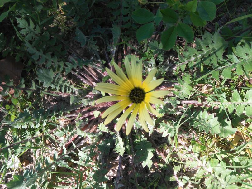 Dall''Australia (WA): Arctotheca calendula (Asteaceae)