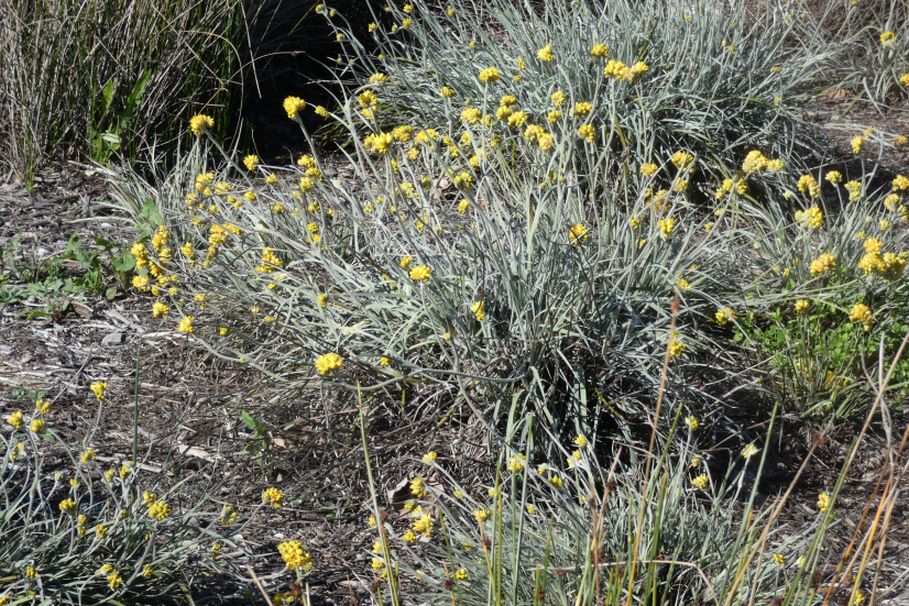 Dall''Australia (WA):  Conostylis candicans  (Haemodoraceae)