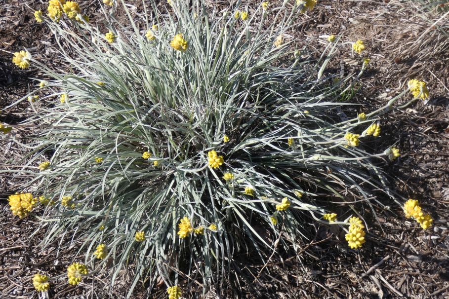 Dall''Australia (WA):  Conostylis candicans  (Haemodoraceae)