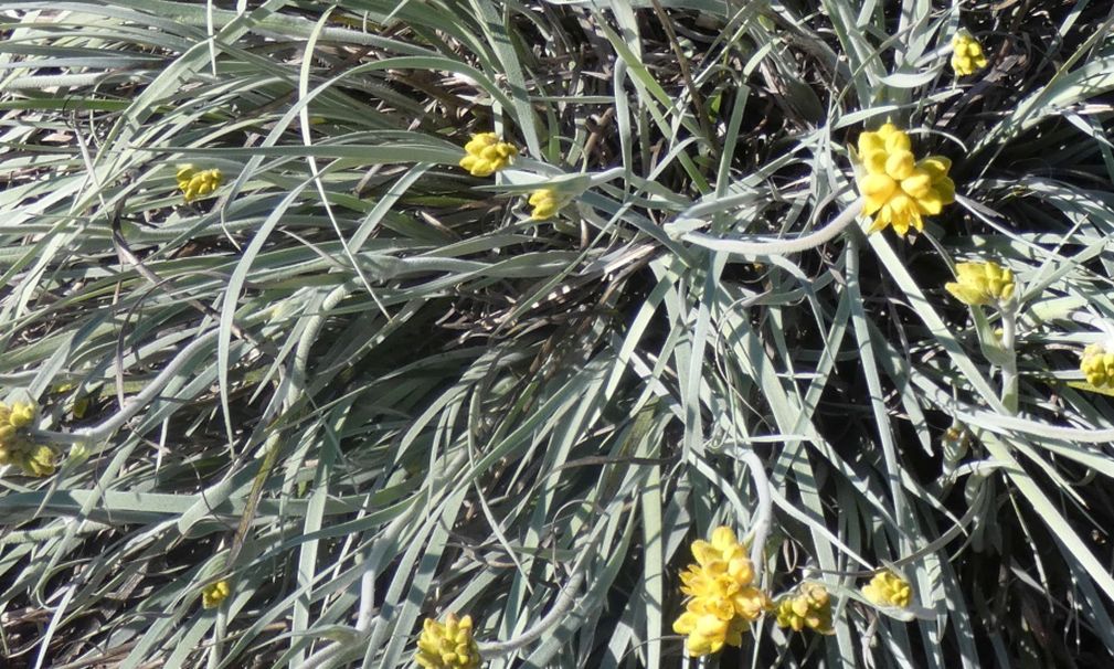 Dall''Australia (WA):  Conostylis candicans  (Haemodoraceae)