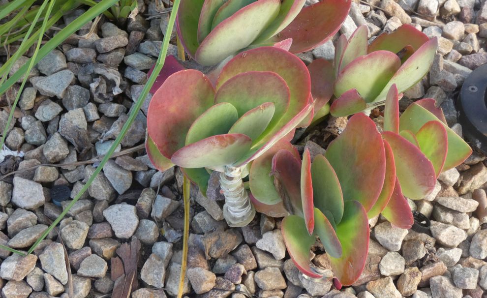 Dall''Australia (WA): Kalanchoe sp. (K. thyrsiflora o K.luciae) - Crassulaceae