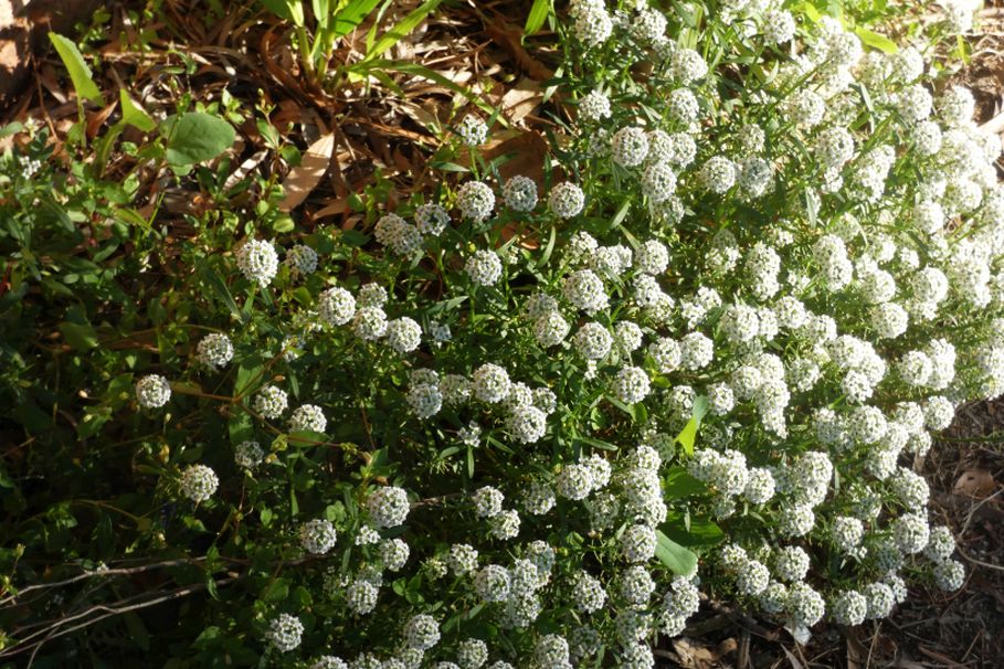 Dall''Australia (WA): Lobularia maritima (Brassicaceae)