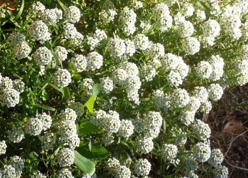 Dall''Australia (WA): Lobularia maritima (Brassicaceae)