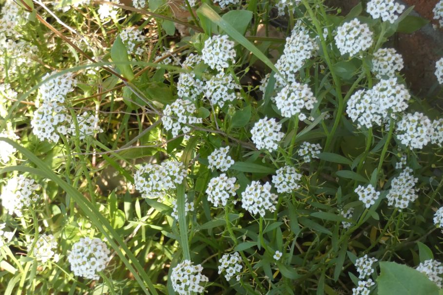 Dall''Australia (WA): Lobularia maritima (Brassicaceae)