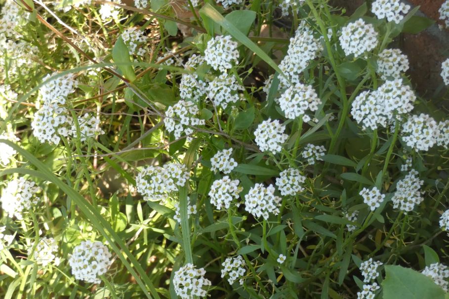 Dall''Australia (WA): Lobularia maritima (Brassicaceae)