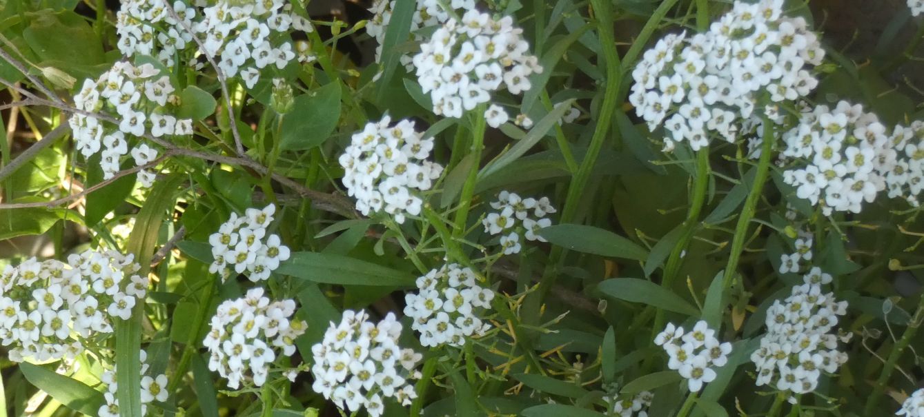 Dall''Australia (WA): Lobularia maritima (Brassicaceae)