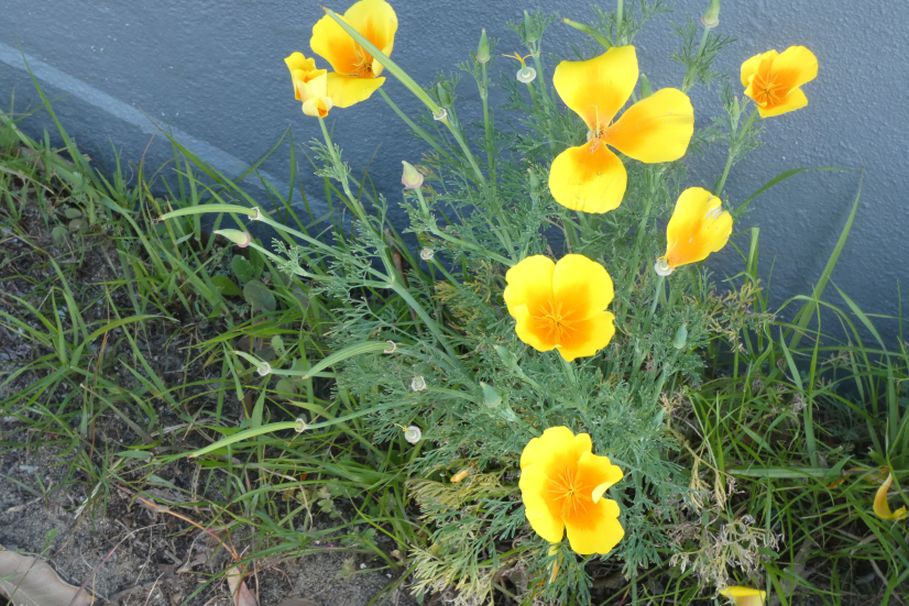 Dall''Australia (WA): Eschscholzia californica (Papaveraceae)