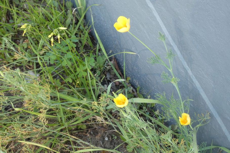 Dall''Australia (WA): Eschscholzia californica (Papaveraceae)