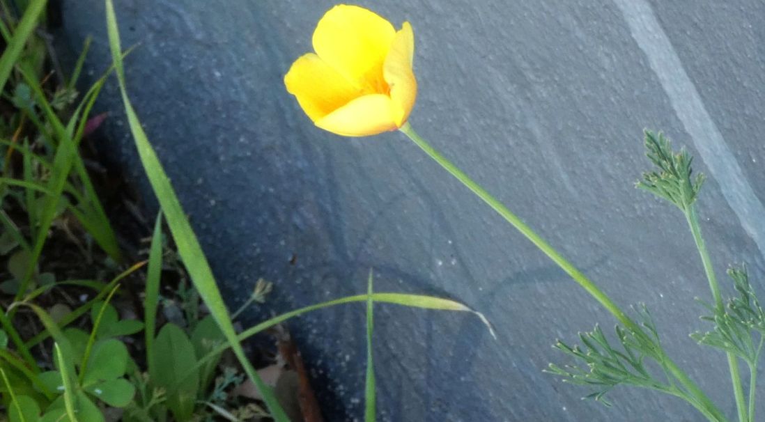 Dall''Australia (WA): Eschscholzia californica (Papaveraceae)