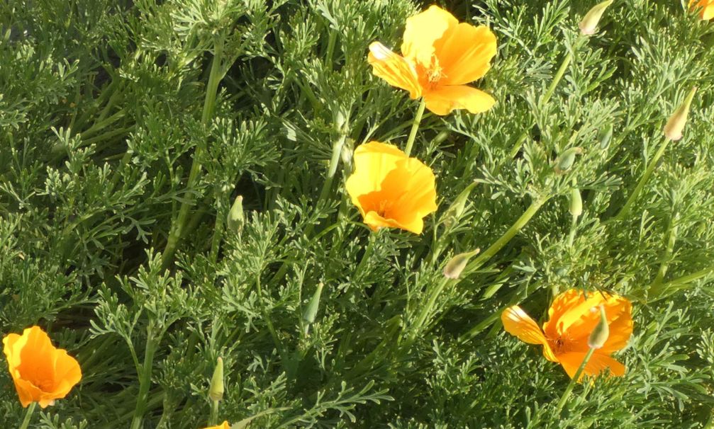 Dall''Australia (WA): Eschscholzia californica (Papaveraceae)