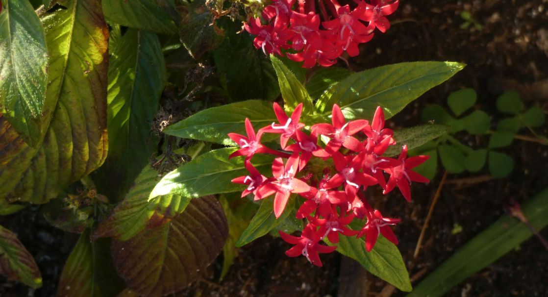 Dall''Australia (WA): Pentas lanceolata (Rubiaceae)