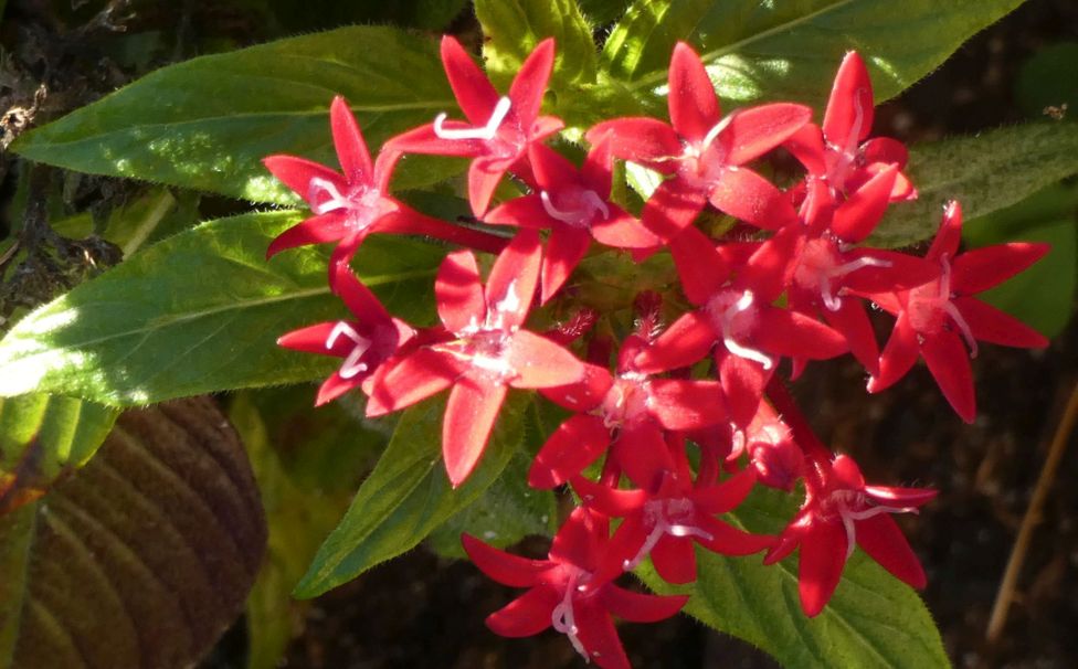 Dall''Australia (WA): Pentas lanceolata (Rubiaceae)