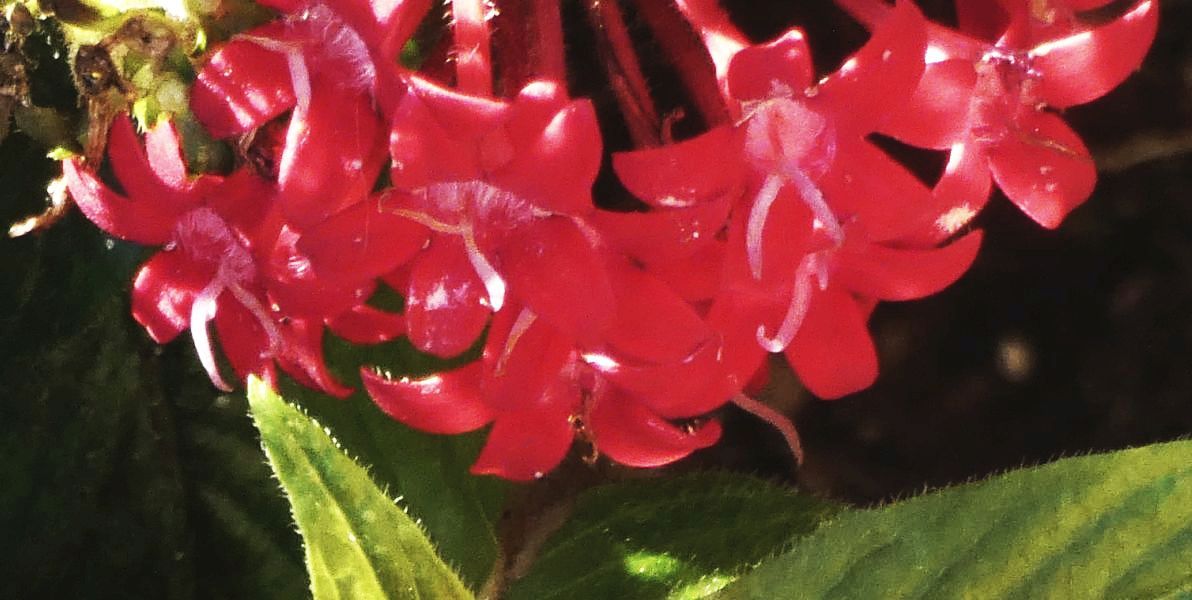 Dall''Australia (WA): Pentas lanceolata (Rubiaceae)