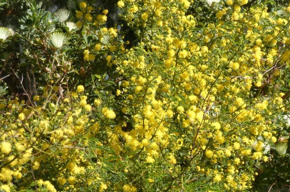 Dall''Australia (WA): Acacia pulchella (Fabaceae)