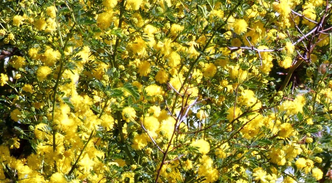 Dall''Australia (WA): Acacia pulchella (Fabaceae)