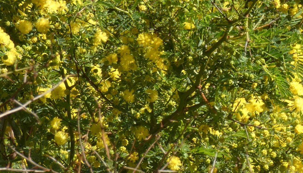 Dall''Australia (WA): Acacia pulchella (Fabaceae)