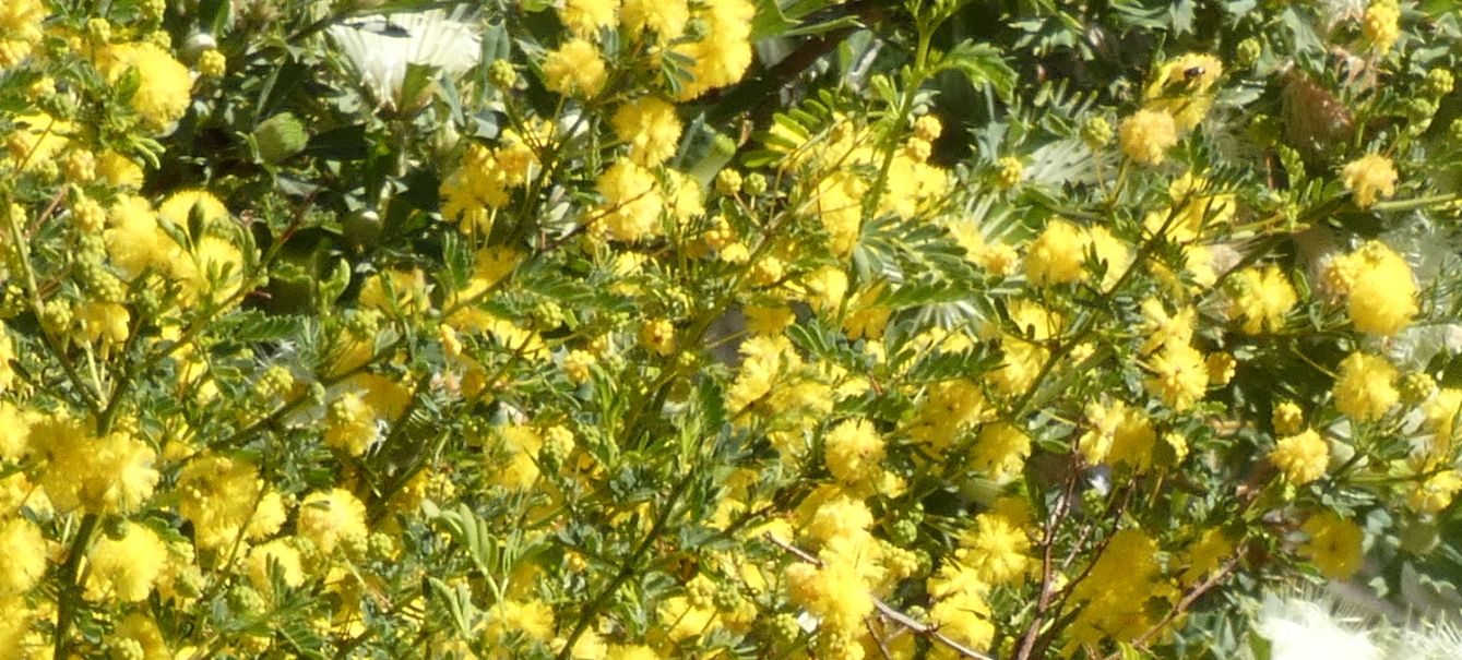 Dall''Australia (WA): Acacia pulchella (Fabaceae)